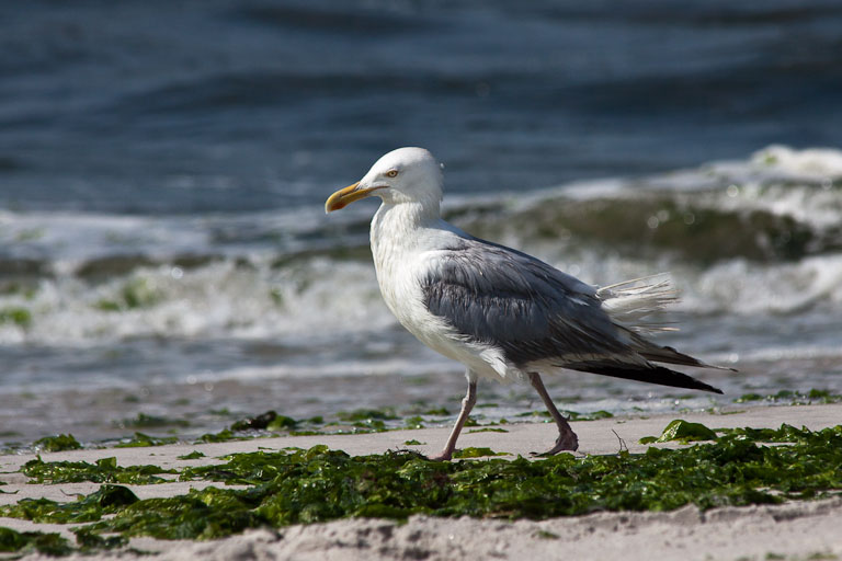 Patrolling the beach